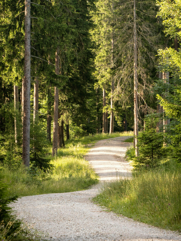 chemin forestier